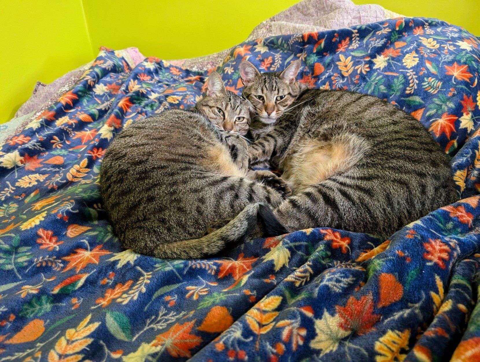 A photo of two tabby cats with identical coat patterns cuddled on a blanket (adorned with fall leaves) on a bed. They are cuddled belly-to-belly, and the cat on the right is a bit larger than the one on the left. Viewed looking up at them.