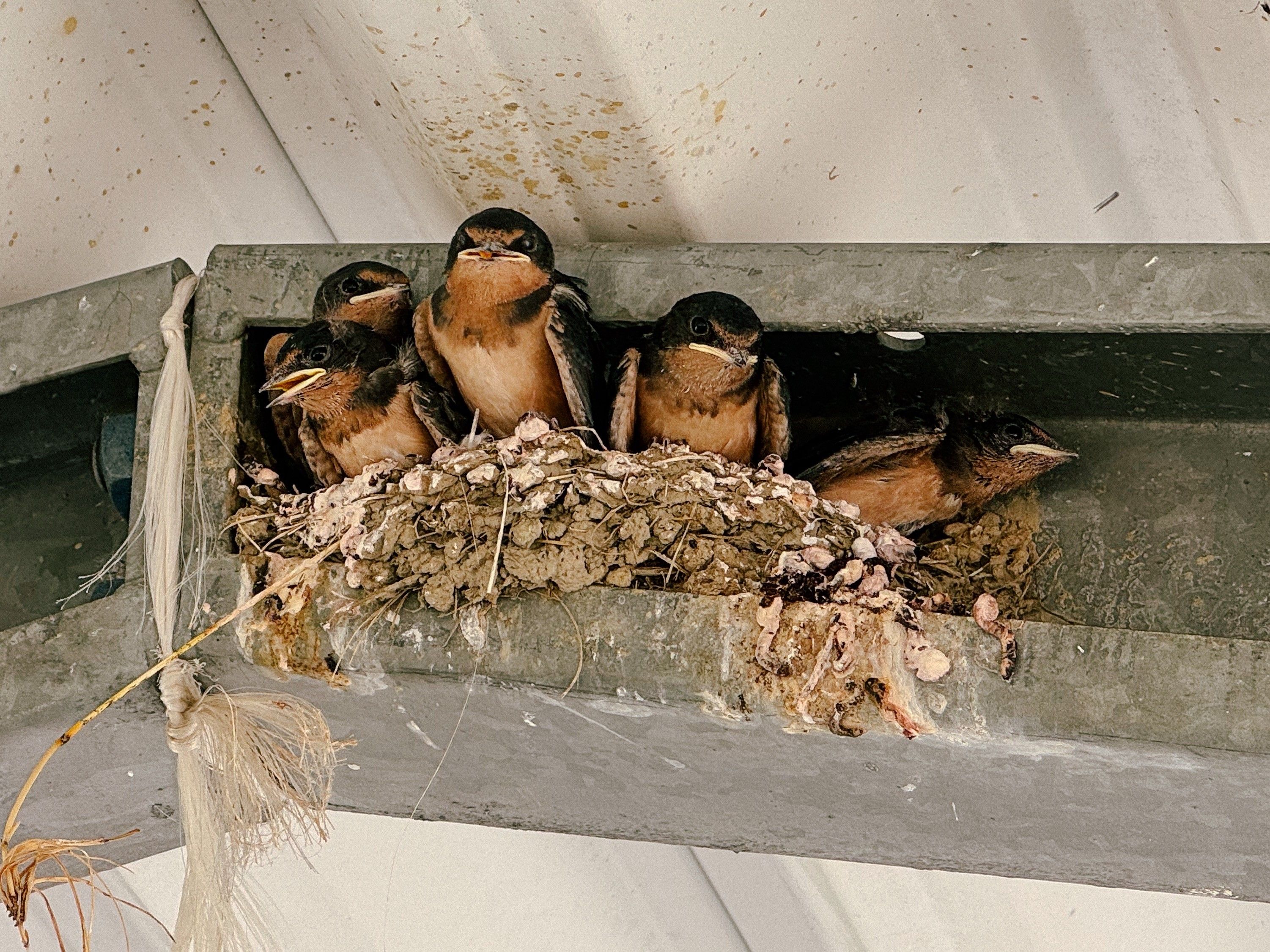five juvenile barn swallows in their nest built in a support beam under a corrugated metal roof. 