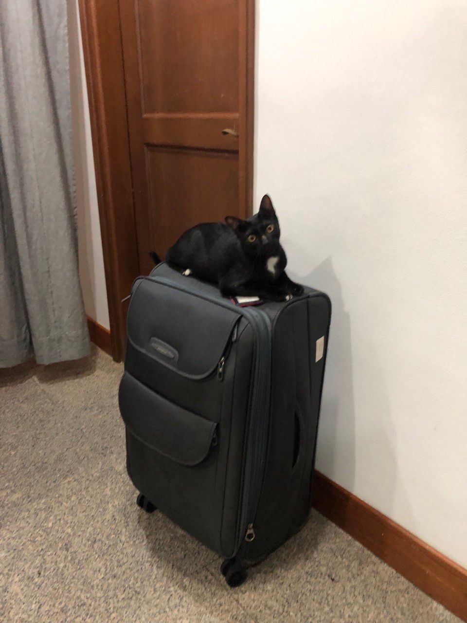 Grey suitcase with on top of it a black young cat who looks at the camera, all cute with his little face twisted to the side as if asking to come along.