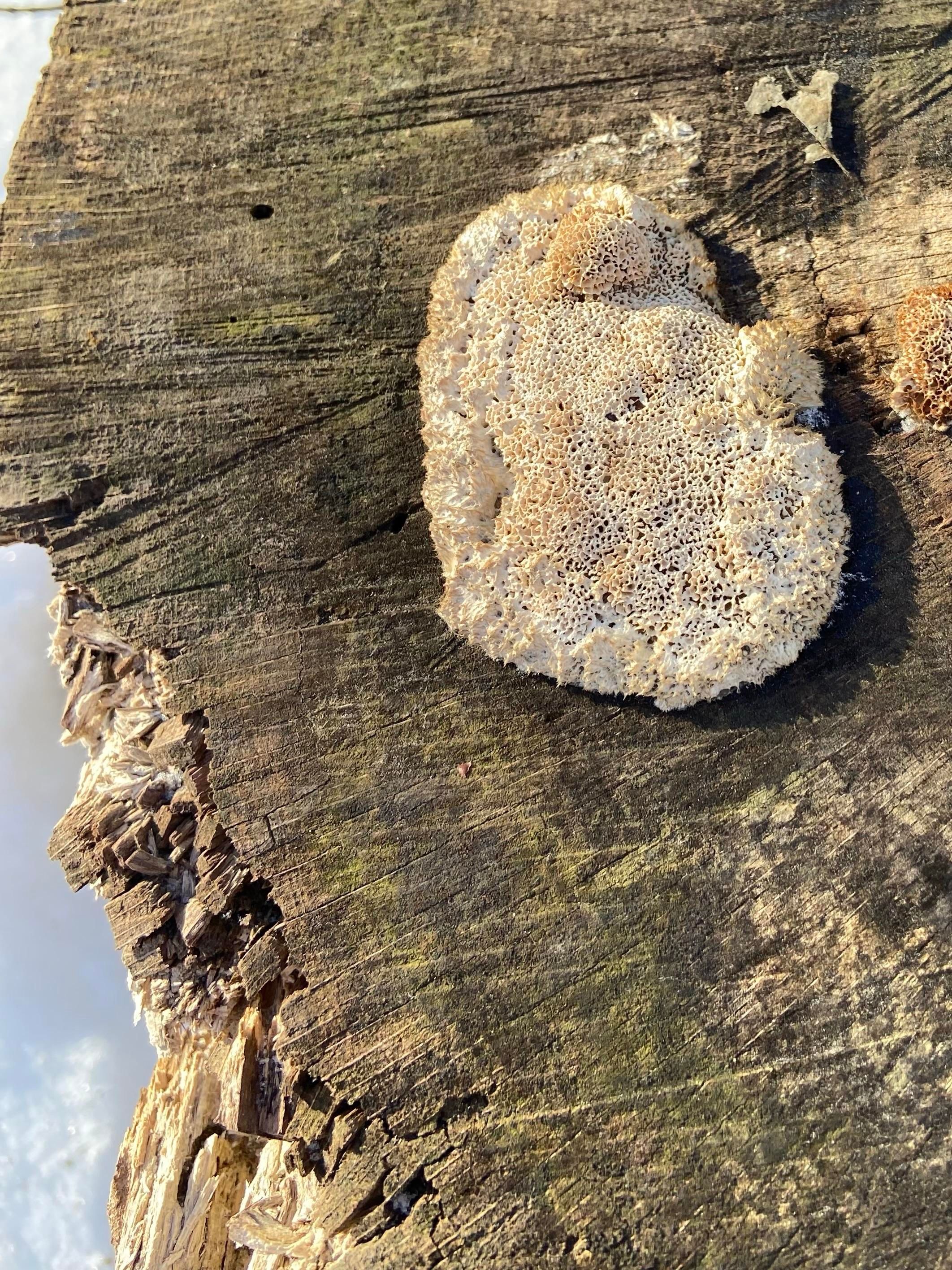 A slime mold growing on the cut edge of a tree stump. It's beige and tan, with a dense network of connections
