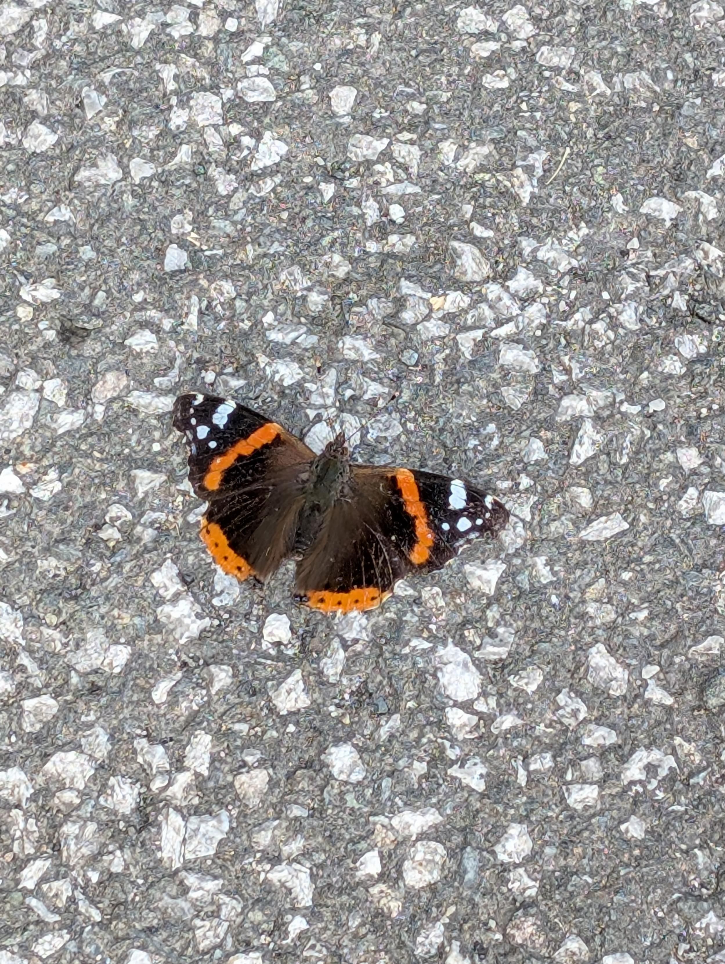 Nahaufnahme eines Schmetterlings, der auf einem grauen, steinernen Weg sitzt. Sein Körper ist braun, er hat orange Punkte, die ca. bei der Hälfte seiner Flügel in einer Reihe angeordnet sind, darüber weiße Tupfen an den Flügelspitzen. Auch hinten hat er die gleichen orangen Punkte.