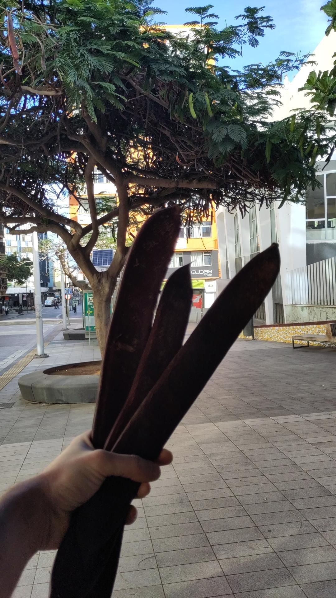 tre carrube di albero del fuoco in una mano, davanti un Albero del Fuoco in ambiente urbano