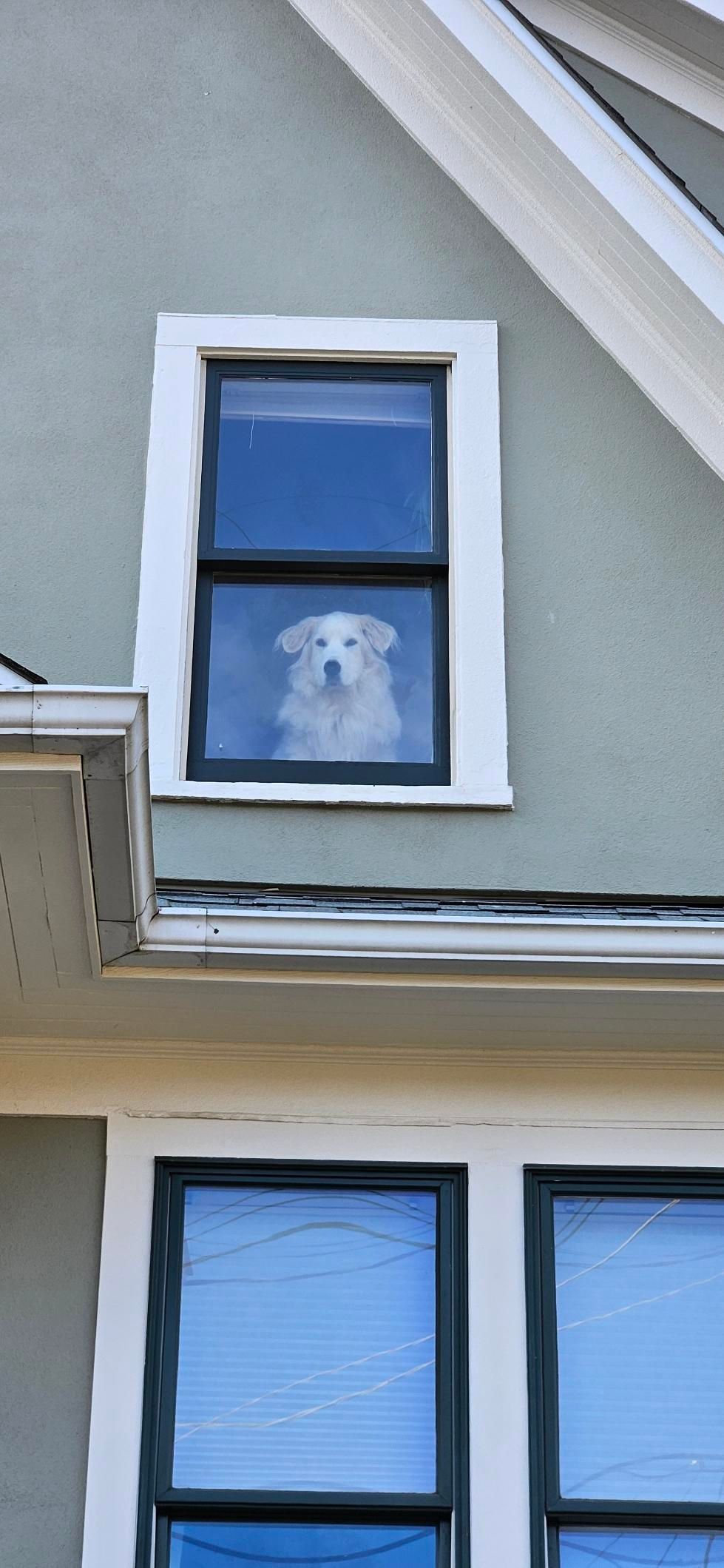 More zoomed in picture of the window dog. Dog looks very fluffy....